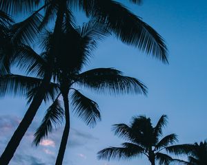 Preview wallpaper palms, tropics, sky, branches