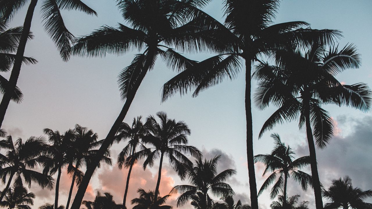 Wallpaper palms, tropics, trees, sky