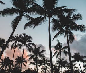 Preview wallpaper palms, tropics, trees, sky