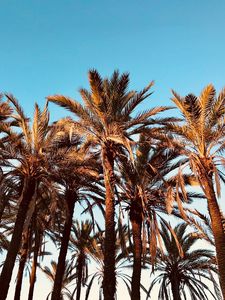 Preview wallpaper palms, tropics, trees