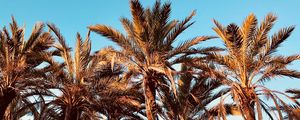 Preview wallpaper palms, tropics, trees
