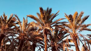 Preview wallpaper palms, tropics, trees