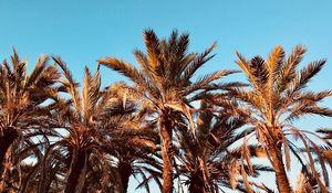 Preview wallpaper palms, tropics, trees
