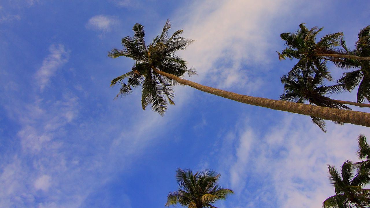 Wallpaper palms, view from below, trees, tropics, branches