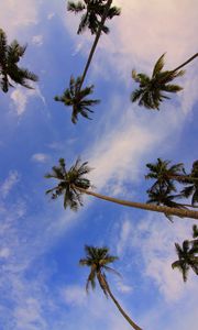 Preview wallpaper palms, view from below, trees, tropics, branches