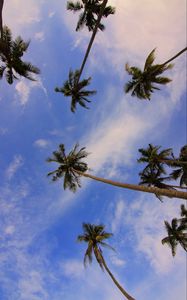 Preview wallpaper palms, view from below, trees, tropics, branches