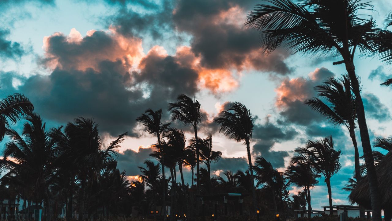 Wallpaper palms, wind, clouds, tropics, punta cana, dominican republic