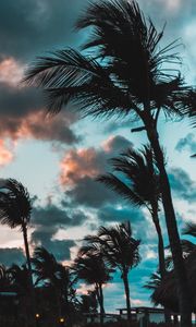 Preview wallpaper palms, wind, clouds, tropics, punta cana, dominican republic