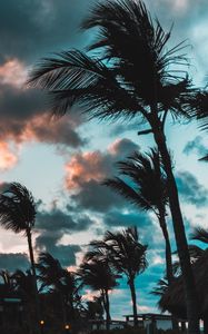 Preview wallpaper palms, wind, clouds, tropics, punta cana, dominican republic