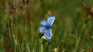 Preview wallpaper palos verdes, butterfly, blue, grass, macro