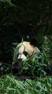 Preview wallpaper panda, animal, bamboo, leaves