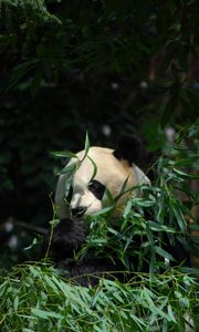 Preview wallpaper panda, animal, bamboo, leaves