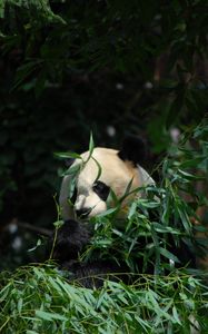 Preview wallpaper panda, animal, bamboo, leaves