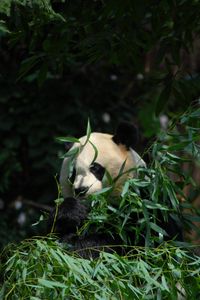 Preview wallpaper panda, animal, bamboo, leaves