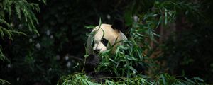 Preview wallpaper panda, animal, bamboo, leaves