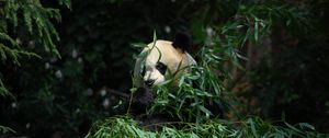 Preview wallpaper panda, animal, bamboo, leaves