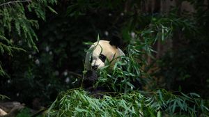 Preview wallpaper panda, animal, bamboo, leaves