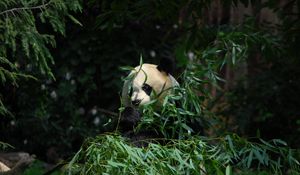 Preview wallpaper panda, animal, bamboo, leaves