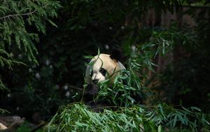 Preview wallpaper panda, animal, bamboo, leaves