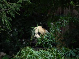 Preview wallpaper panda, animal, bamboo, leaves