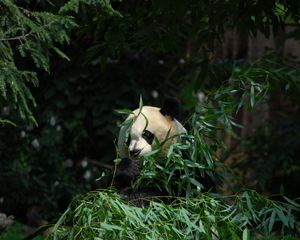Preview wallpaper panda, animal, bamboo, leaves