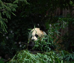 Preview wallpaper panda, animal, bamboo, leaves