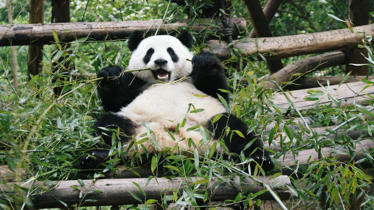 Wallpaper panda, animal, bamboo, bear, branches, leaves