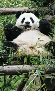 Preview wallpaper panda, animal, bamboo, bear, branches, leaves