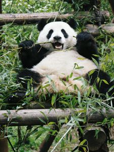 Preview wallpaper panda, animal, bamboo, bear, branches, leaves