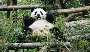 Preview wallpaper panda, animal, bamboo, bear, branches, leaves