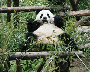 Preview wallpaper panda, animal, bamboo, bear, branches, leaves