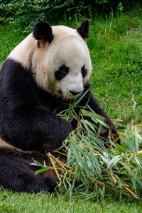 Preview wallpaper panda, animal, bamboo, stem, leaves