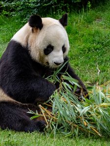 Preview wallpaper panda, animal, bamboo, stem, leaves