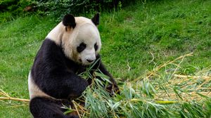 Preview wallpaper panda, animal, bamboo, stem, leaves