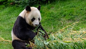 Preview wallpaper panda, animal, bamboo, stem, leaves