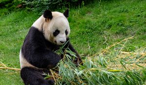 Preview wallpaper panda, animal, bamboo, stem, leaves