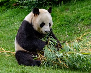 Preview wallpaper panda, animal, bamboo, stem, leaves