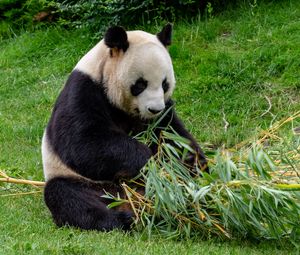 Preview wallpaper panda, animal, bamboo, stem, leaves