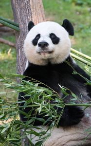 Preview wallpaper panda, animal, bamboo, stem