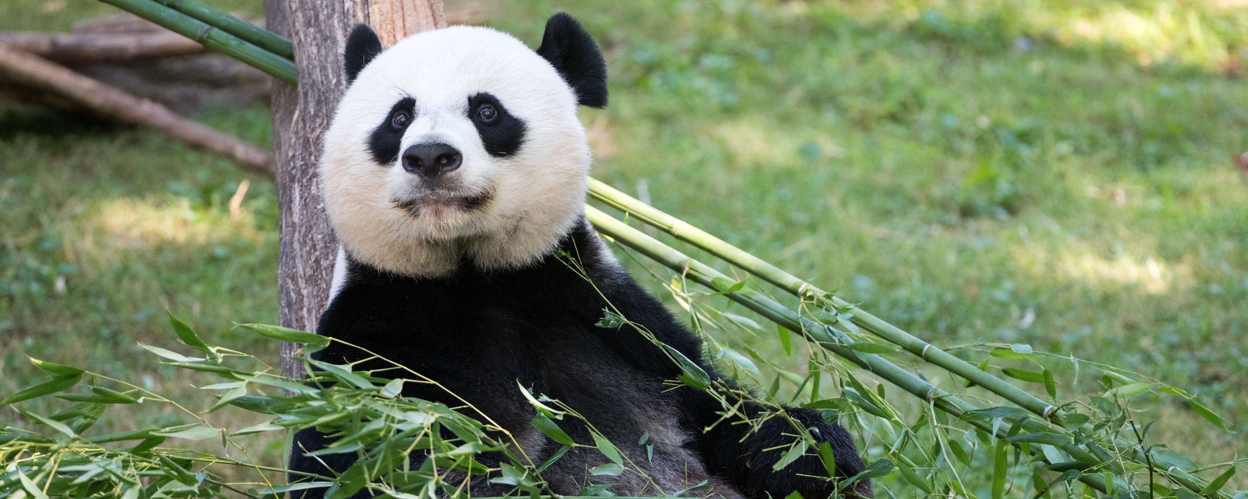 Download wallpaper 2560x1024 panda, animal, bamboo, stem ultrawide ...