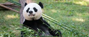 Preview wallpaper panda, animal, bamboo, stem