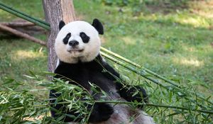 Preview wallpaper panda, animal, bamboo, stem