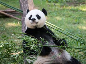 Preview wallpaper panda, animal, bamboo, stem
