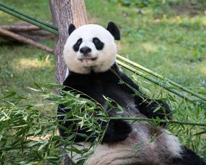 Preview wallpaper panda, animal, bamboo, stem