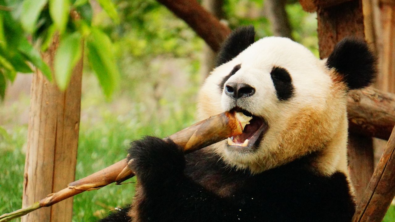 Wallpaper panda, animal, bamboo, funny, cool