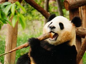Preview wallpaper panda, animal, bamboo, funny, cool