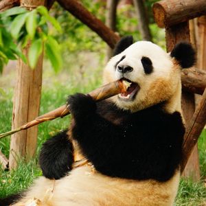 Preview wallpaper panda, animal, bamboo, funny, cool
