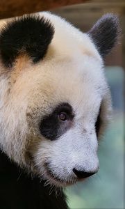 Preview wallpaper panda, animal, bear, furry