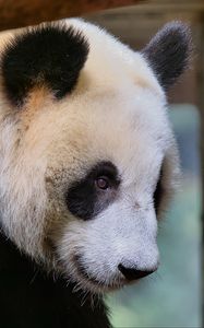 Preview wallpaper panda, animal, bear, furry