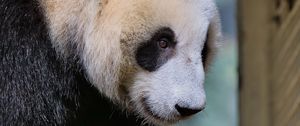Preview wallpaper panda, animal, bear, furry